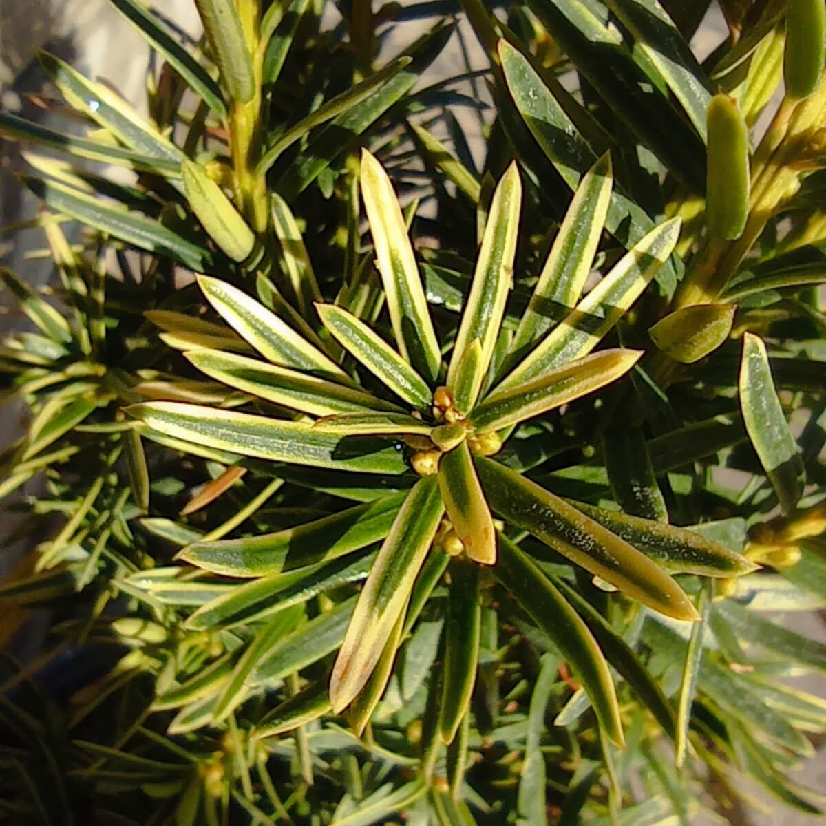 Arany oszlopos tiszafa Taxus baccata 'David'